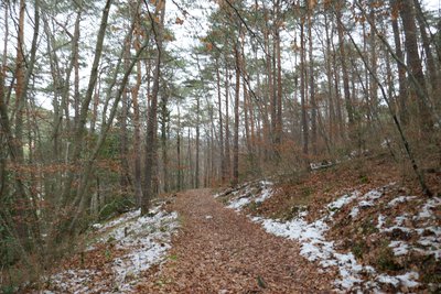 Sous-bois sur le sentier du retour, à l’ubac de la Cressonnière