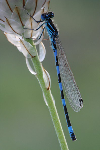 Agrion de Mercure