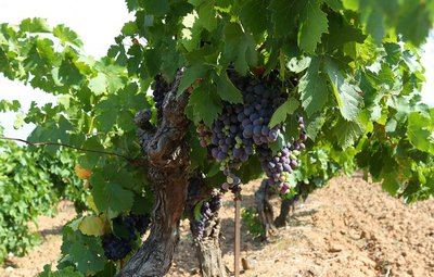 Le raisin prêt à être cueilli