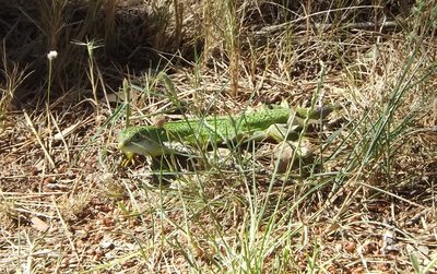 Lézard ocellé à l'affut