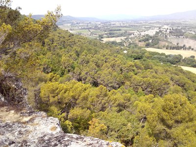 Pinèdes sur les hauteurs d'Ansouis