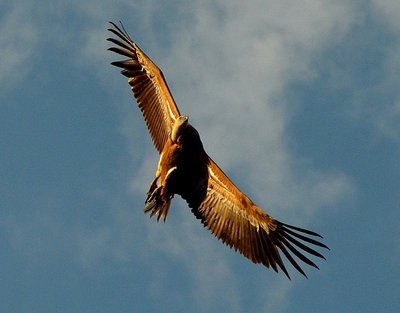Le vautour fauve
