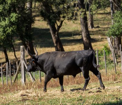 Taureau camarguais de la manade des Alpilles
