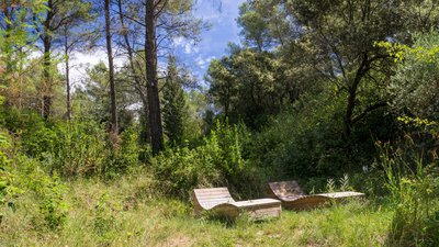 Détente sous les arbres endémiques de l'arboretum