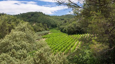 Au détour d'un virage, les vignes ouvrent des perspectives à travers la pinède