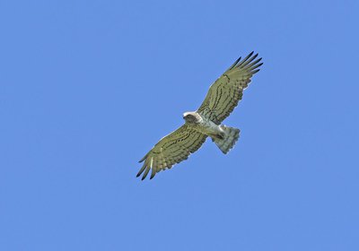 Le mouchetage du Circaète dessine des lignes parallèles sous les ailes et trois barres sous la queue