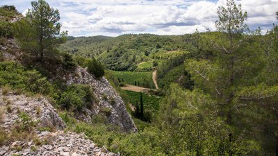 Les vignes du Domaine Dalmeran sont un terrain de chasse pour les rapaces, notamment le Hibou Grand-Duc