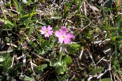 Primevère de Haller