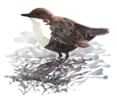 Illustration d'un Cincle plongeur, extrait du carnet "Du nuage à la confluence" - PNR Queyras