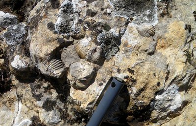 Fossiles de branchiopodes