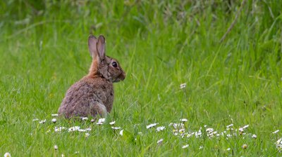 Lapin de garenne