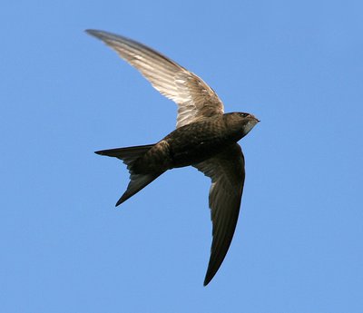 Martinet noir