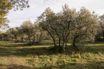 Oliviers aux troncs recepés
