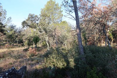 Garrigue des Beaumettes