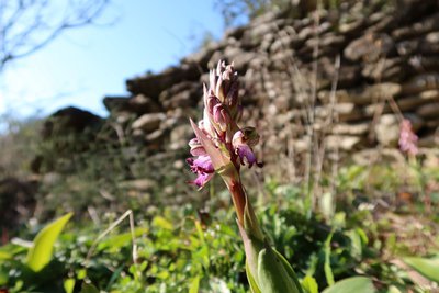 Orchis à longues bractées en fleur
