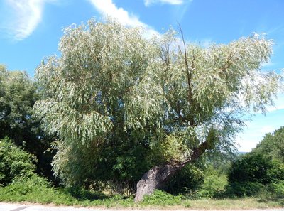 Saule pleureur