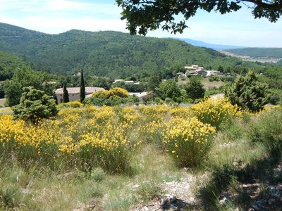 Genêts d'Espagne