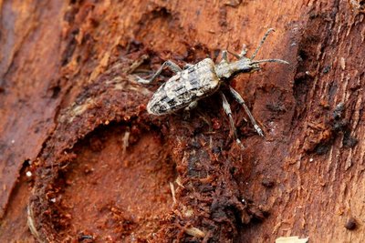 Rhagie inquisitrice