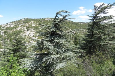 Cèdres de l'Atlas
