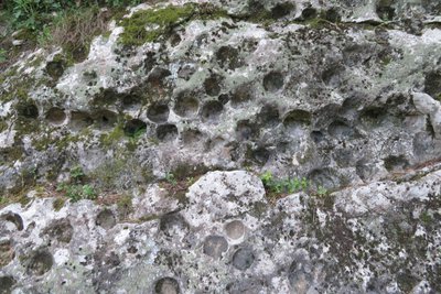 Empreintes fossilières d'oursins