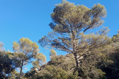 Pins d'Alep