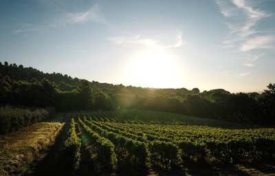 Vignes à La Bastidonne