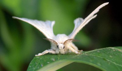 Bombyx du mûrier