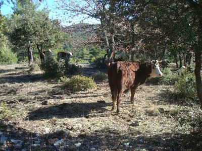 Troupeau de vaches sur le Luberon oriental