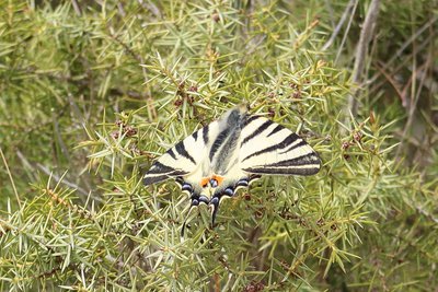 Papillon le flambé