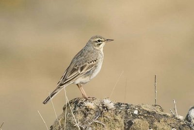 Pipit rousseline