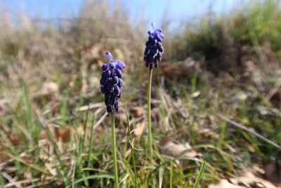 Muscari neglectum