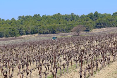 Agriculteur qui travaille ses vignes