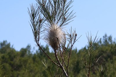 Cocon définitif de chenilles processionnaires du pin