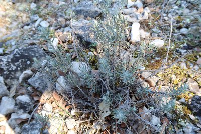 L'immortelle