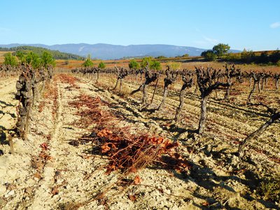 Vignes