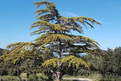 Cèdre de l'Atlas
