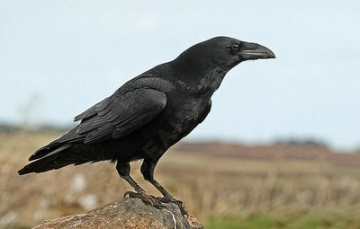 Grand Corbeau