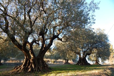 Oliviers de Lurs