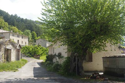 Mûrier blanc