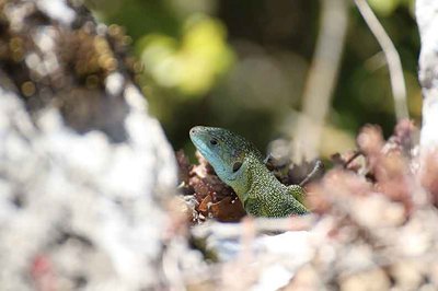Lézard à deux raies