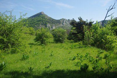 Noisetiers et vérâtres blancs