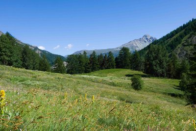 Vue du pré Michel début juillet 2019. Identification de zones avec une végétation monospécifique.