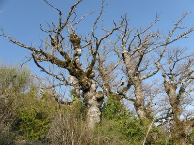 Chêne tétârd