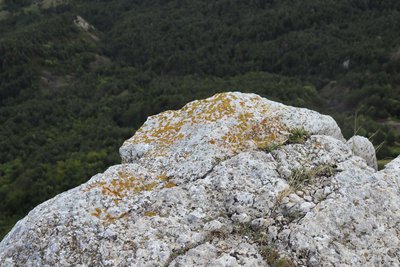 Le Xanthoria parietina