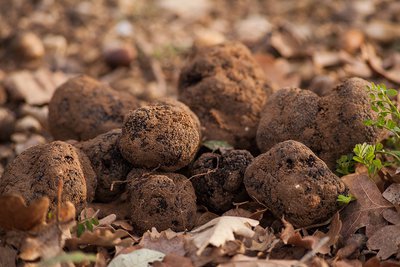 La truffes