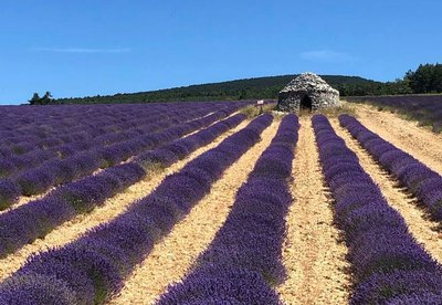 Le Lavandin