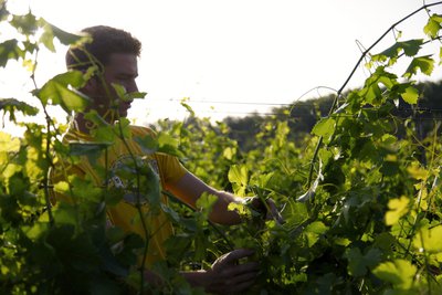 Vigneron