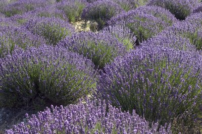 Champ de lavande en fleur