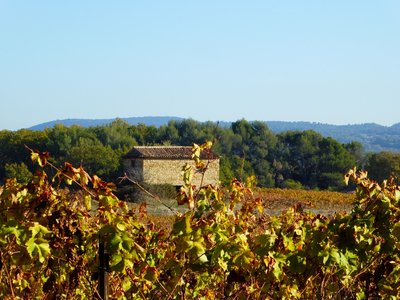 Vignes à l'automne