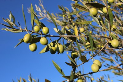 Olive aglandeau